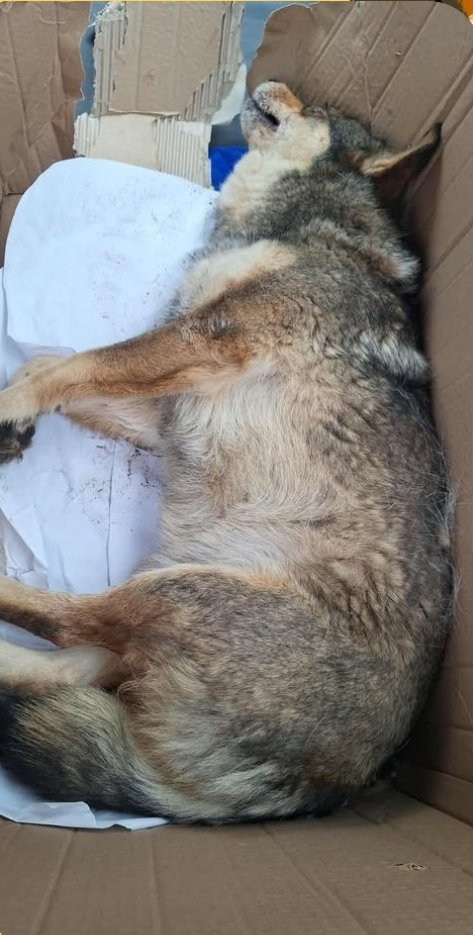 მეტისი. დიდი დიღომი