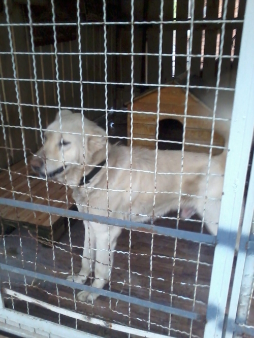 ქართული ნაგაზი ლომა