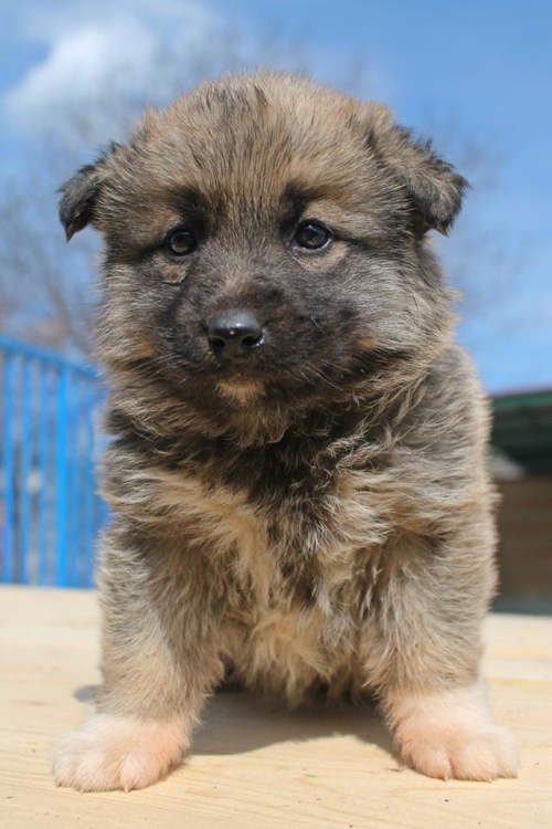 ქართული ქოფაკი უსახელო