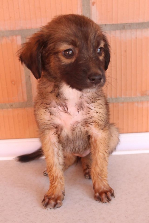 მეტისი უსახელო