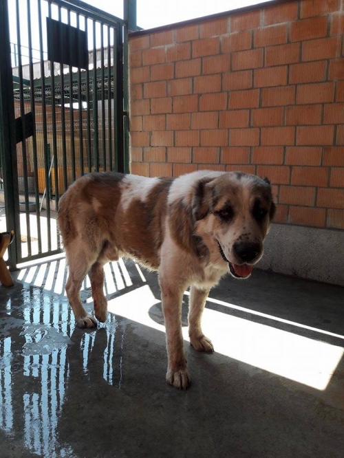 აზიური ნაგაზი უსახელო