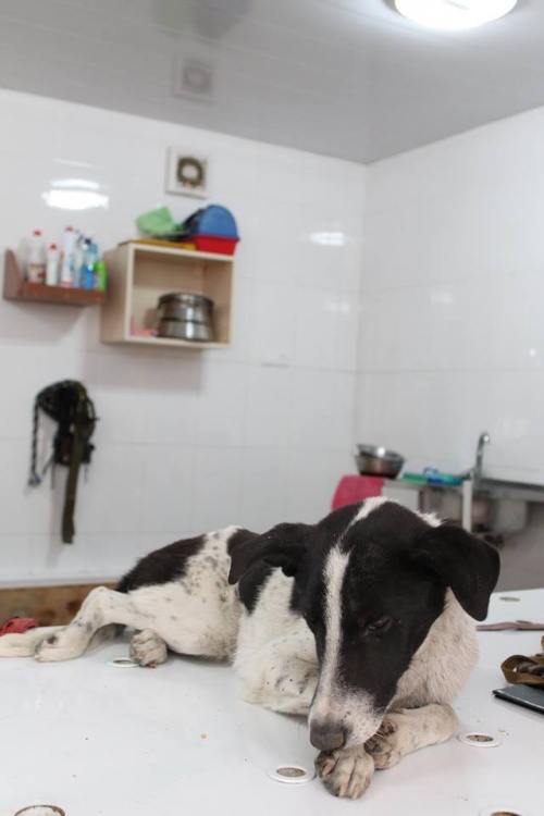 მეტისი უსახელო