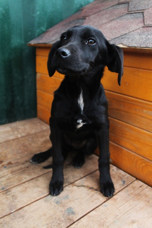 მეტისი უსახელო