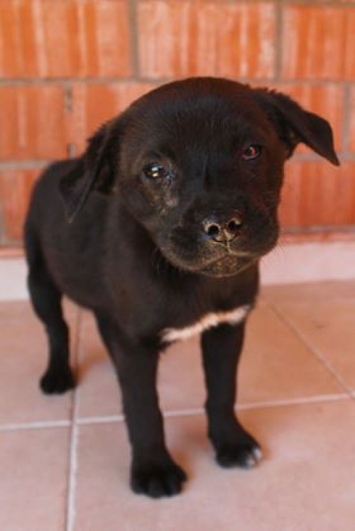 მეტისი უსახელო