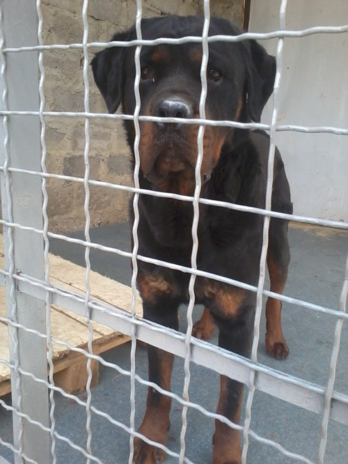 როტვეილერი როკი