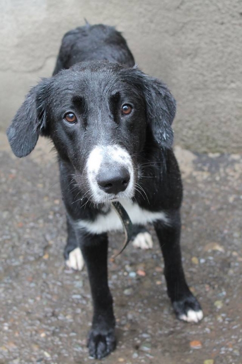 მეტისი სევა