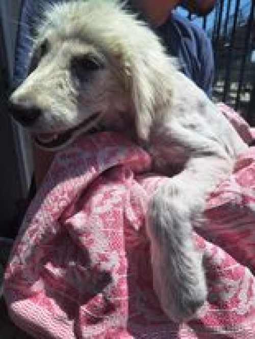 მეტისი ახალქალაქი, სახელი ჩიტი