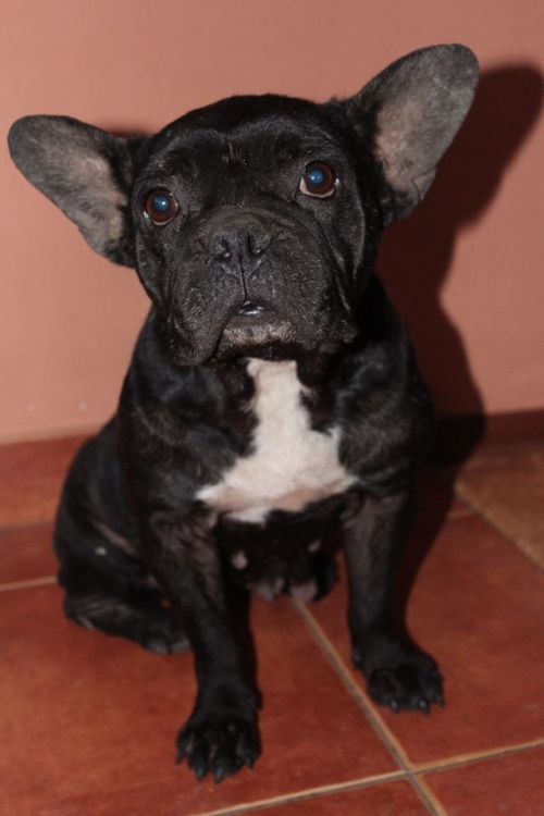 ბულდოგი უსახელო