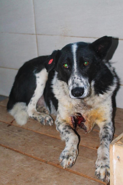 მეტისი უსახელო