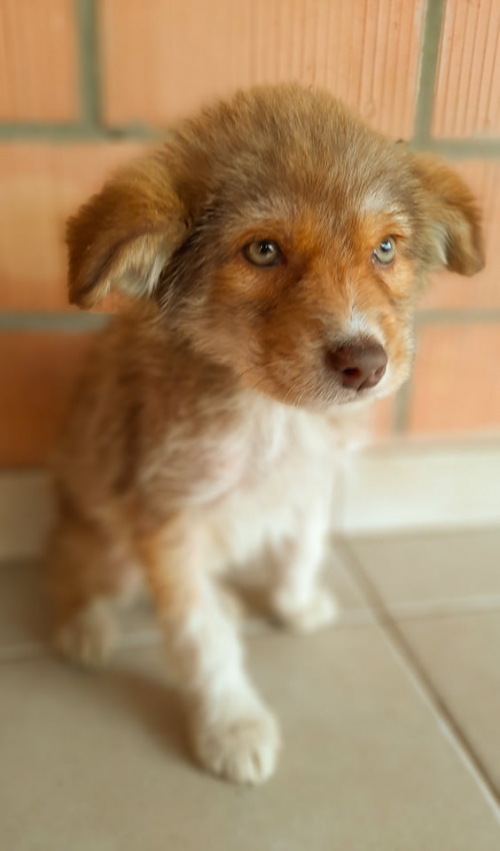 მეტისი თელეთი