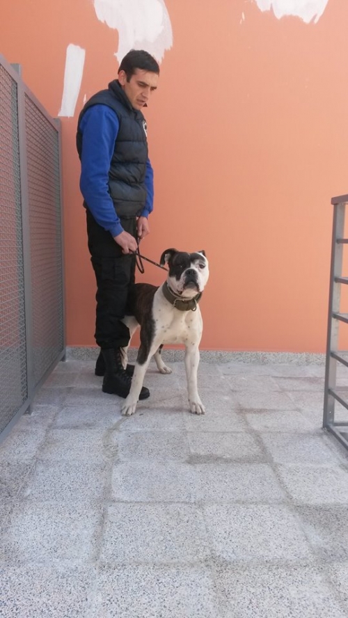 ამერიკული ბულდოგი ბაქსი