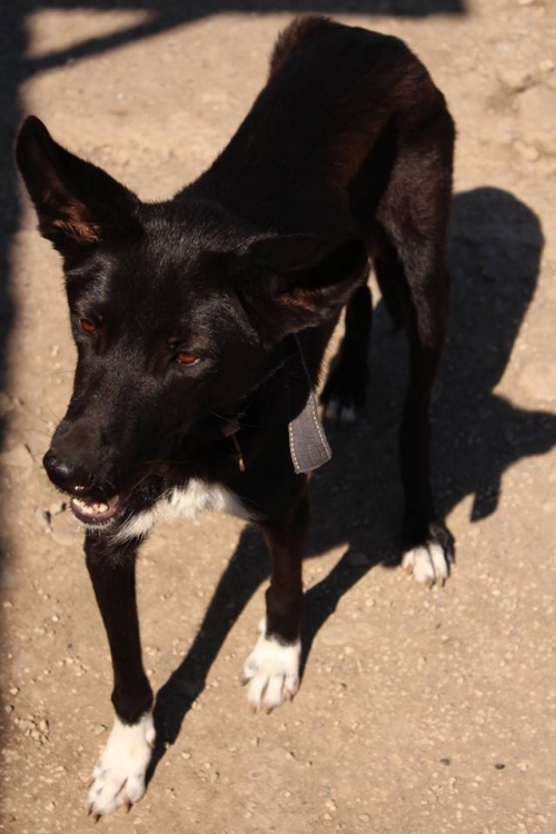 მეტისი კუსა