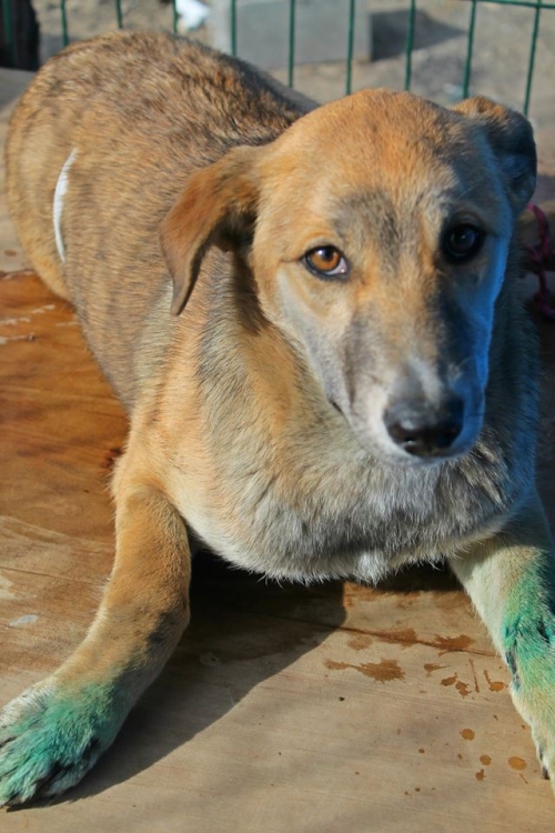 მეტისი უსახელო