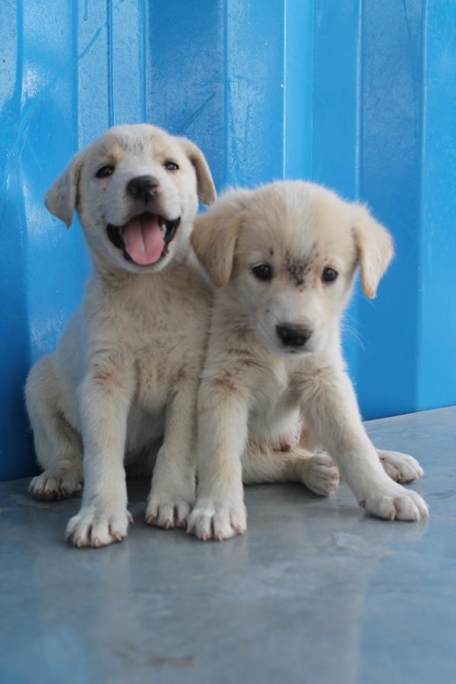 მეტისის ლეკვები უსახელო