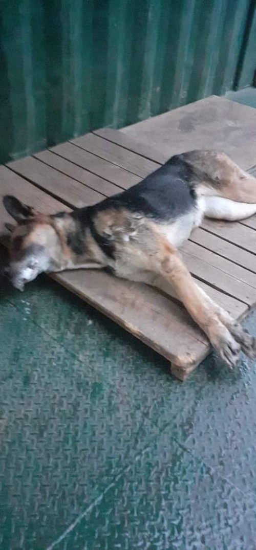 გერმანული ნაგაზი უსახელო