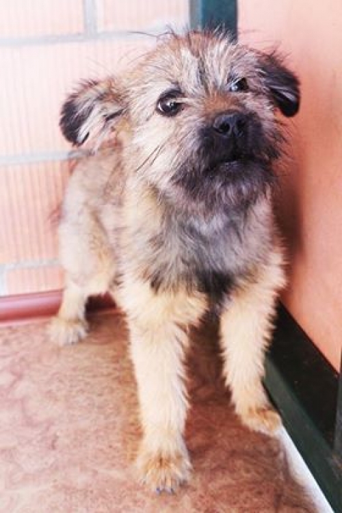 ბალონკის მეტისი მიკი