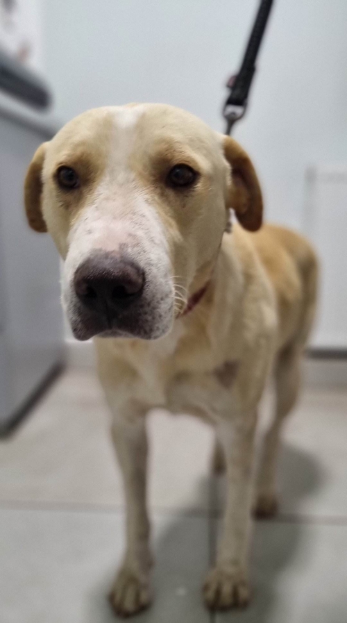 მეტისი მცხეთა