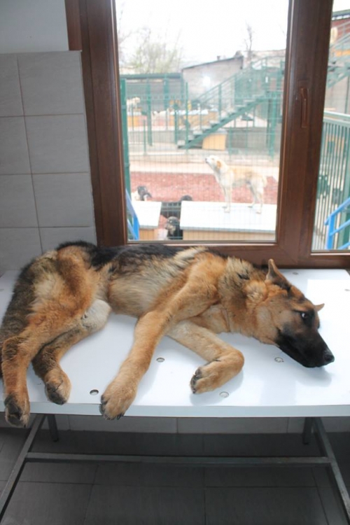 გერმანული ნაგაზი რექსი