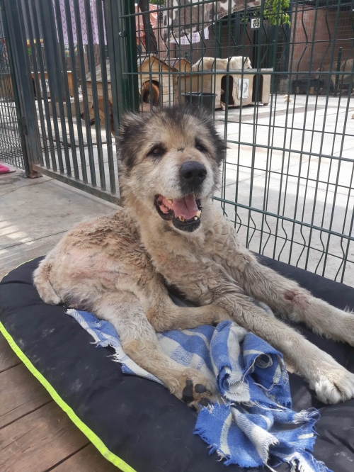 ქართული ნაგაზი გადმოყვანილია ვაკიდან