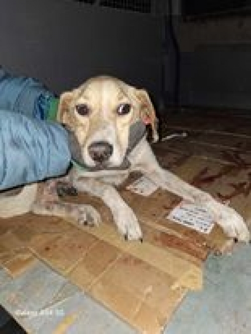 მეტისი მარტვილი