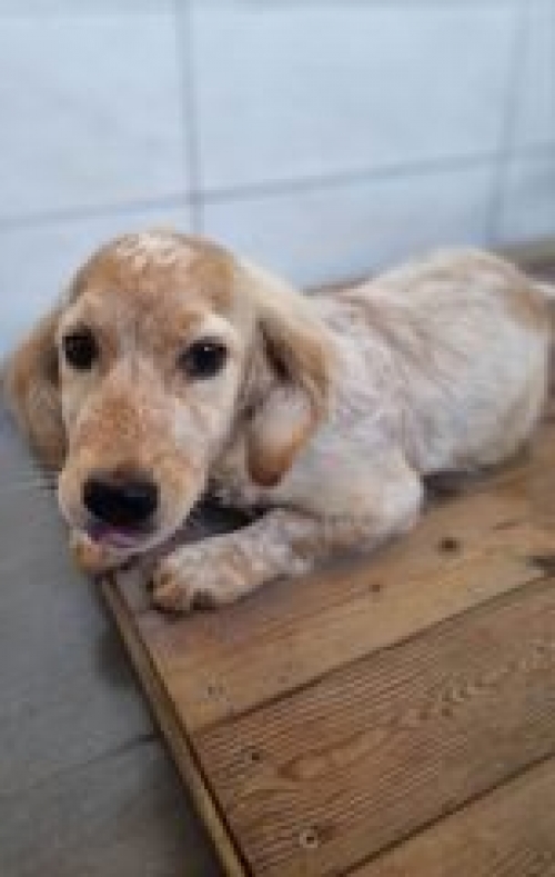 მეტისი კუკია