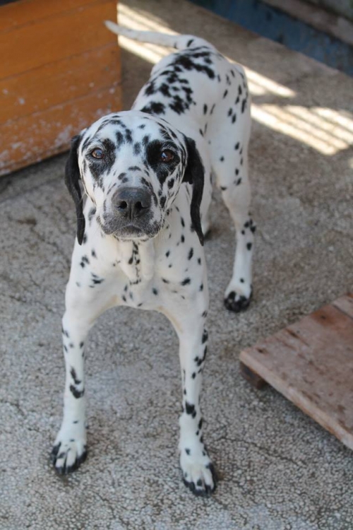 დალმატინი უსახელო