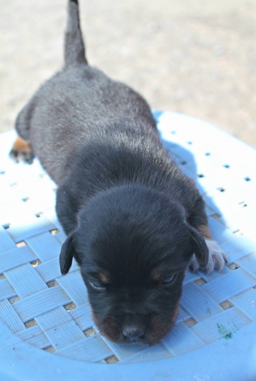 მეტისი უსახელო