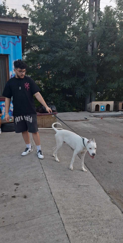 არგენტინული დოგი საბურთალო