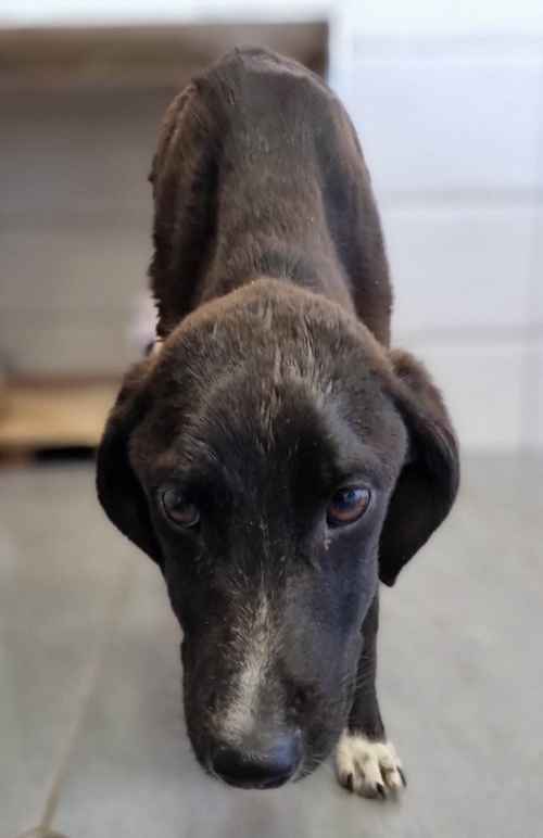 მეტისი საჩხერე