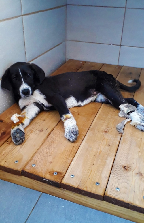 მეტისი უსახელო