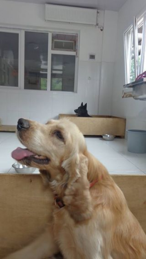 ამერიკული კოკერსპანელი კოკი