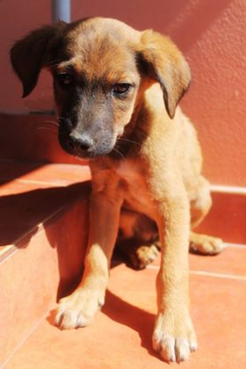 მეტისი უსახელო