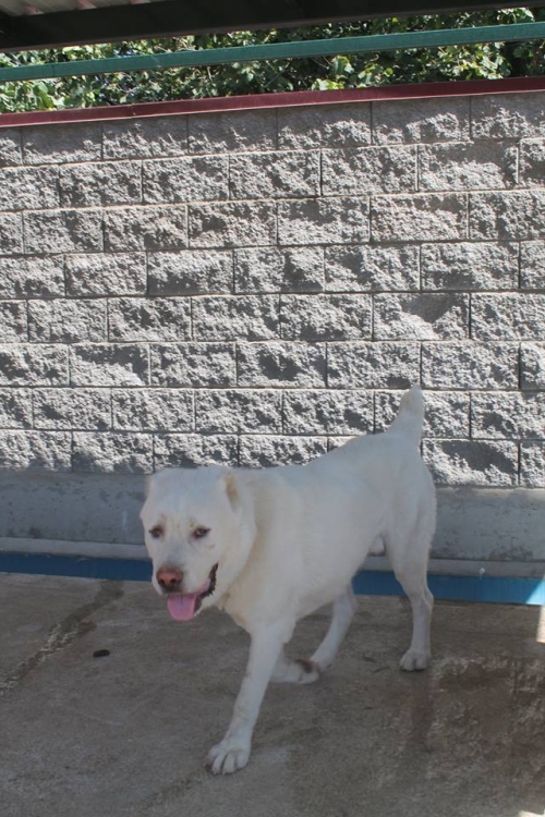 აზიური ნაგაზი ბუჩი