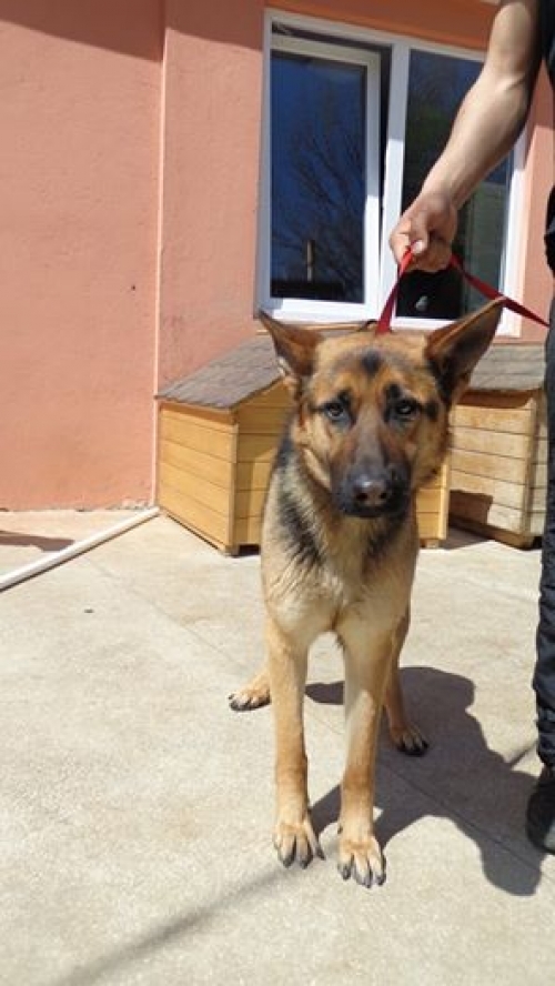 გერმანული ნაგაზი რემა