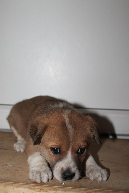 მეტისი უსახელო