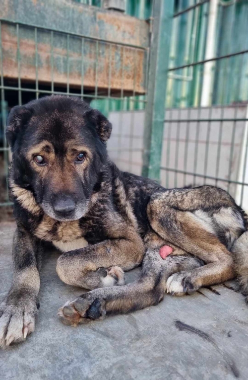 ქართული ქოფაკი დუშეთის რაინო სოფ გვრიტო