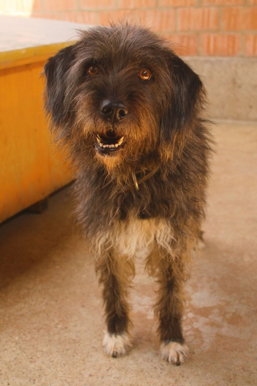 შნაუცერი ლაკი