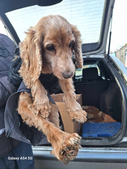 კოკერსპანიელი ივერთუბანი ბარაკონოს ქუჩა