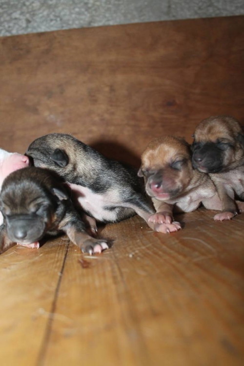 მეტისის ლეკვები უსახელო