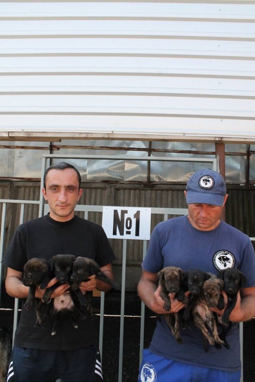 მეტისის ლეკვები უსახელო