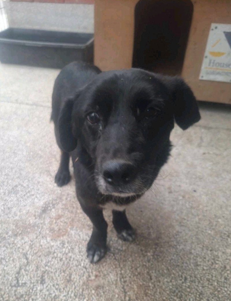 მეტისი. ზემო ფონიჭალა. კუსა.