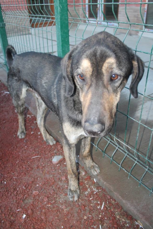 მეტისი ჟეკა