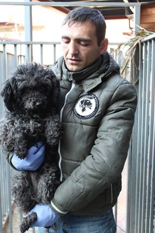 პუდელი უსახელო