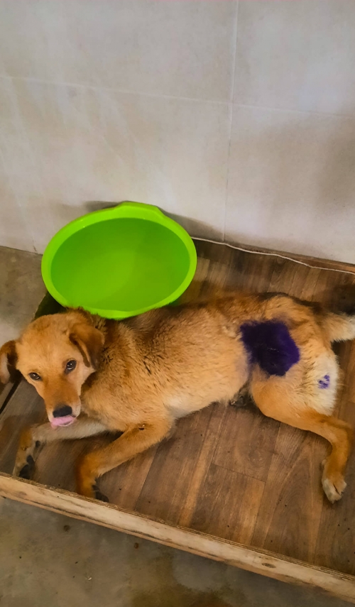 მეტისი დიღომი