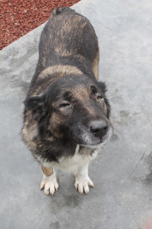 ქართული ქოფაკი უსახელო