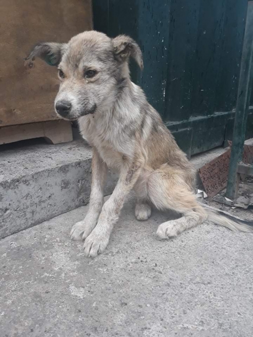 მეტისი დიდიღომი