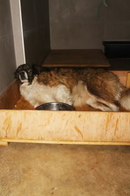 მეტისი უსახელო