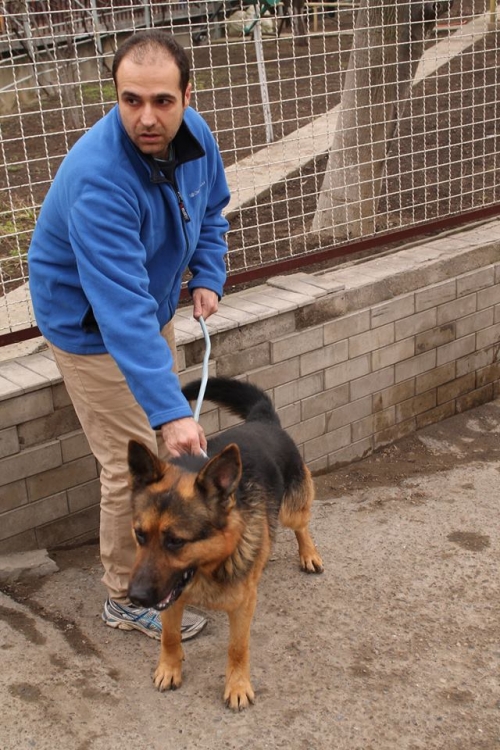 გერმანული ნაგაზი უსახელო