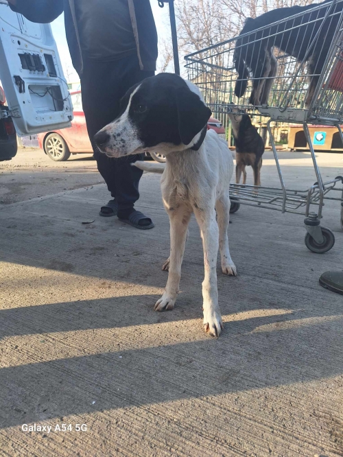 მეტისი გადმოყვანილია მუნიციპალური თავშესაფრიდან. ქინძმარაულის ქუჩის ძაღლია