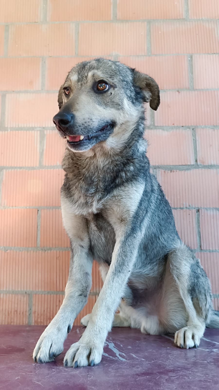 მეტისი. დარიალი